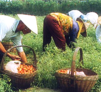 Agricultural Profile